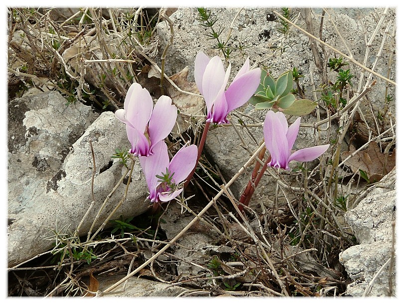 Sternbergia lutea(Cyclamen hederifolium, Biarum tenuifolium)